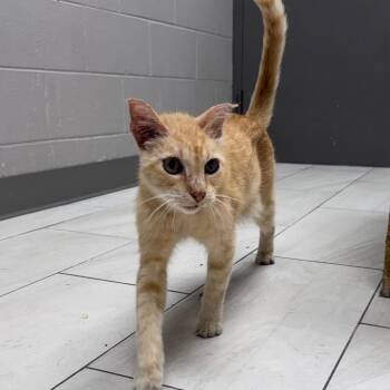 Squeak -  Domestic Short Hair Cat for Adoption in Lufkin, Texas - Squeak | PetCurious