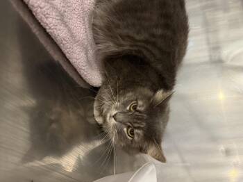 Domestic Medium Hair Cats Available for Adoption - Ruby | PetCurious