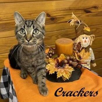 Rescue Tabby Cats for Adoption in Southern Pines, North Carolina - Crackers! Laid Back, Cuddly And Affectionate, Meet Me At The Kit | PetCurious