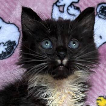 Rowan -  Domestic Short Hair Cat for Adoption in Cumming, Georgia - Rowan | PetCurious