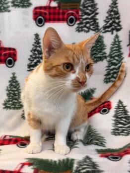 Rescue Tabby Cats for Adoption in Newberg, Oregon - Mama Gadget | PetCurious