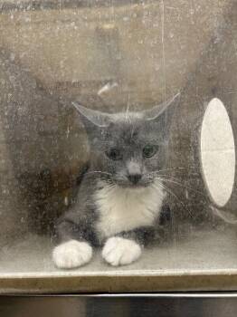 Rescue Domestic Short Hair Cats for Adoption in Fruit Heights, Utah - Levi | PetCurious