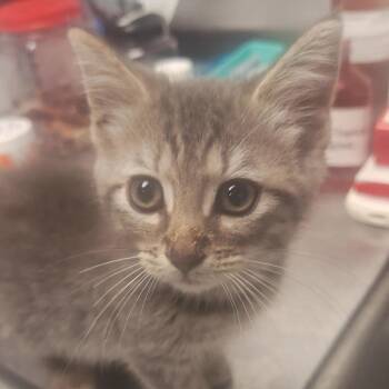 Izzy -  Domestic Medium Hair Cat for Adoption in Birmingham, Alabama - Izzy | PetCurious