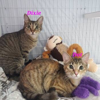 Rescue Domestic Short Hair Cats for Adoption in Diamond Springs, California - Dixie | PetCurious