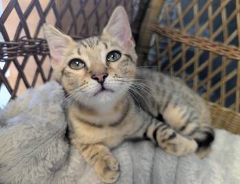 Domestic Short Hair Cats Available for Adoption in Palm Harbor, Florida - Jun | PetCurious