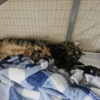 Domestic Medium Hair Cats Available for Adoption - Griffin | PetCurious