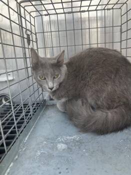 FIZZ -  Domestic Short Hair Cat for Adoption in Dallas, Texas - FIZZ | PetCurious