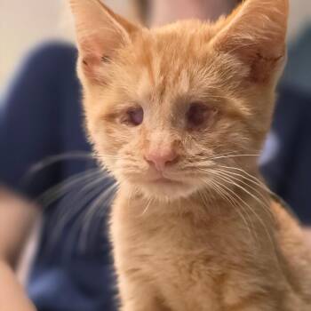 Mango -  Domestic Short Hair Cat for Adoption in Newark, New Jersey - Mango | PetCurious