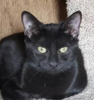 Domestic Short Hair Cats Available for Adoption - Robbi | PetCurious