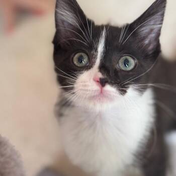 Valentina -  Domestic Short Hair Cat for Adoption in Chattanooga, Tennessee - Valentina | PetCurious