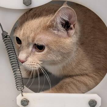 Domestic Short Hair Cats Available for Adoption in Jefferson City, Tennessee - Leo | PetCurious