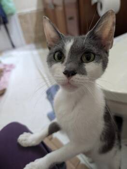 Diamond -  Domestic Short Hair Cat for Adoption in Trenton, New Jersey - Diamond | PetCurious