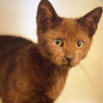 Lambo -  Domestic Short Hair Cat for Adoption in Wadena, Minnesota - Lambo | PetCurious