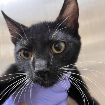 Wendy -  Domestic Short Hair Cat for Adoption in Kanab, Utah - Wendy | PetCurious