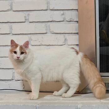 Rescue Domestic Long Hair Cats for Adoption in Fort Worth, Texas - Augustus | PetCurious