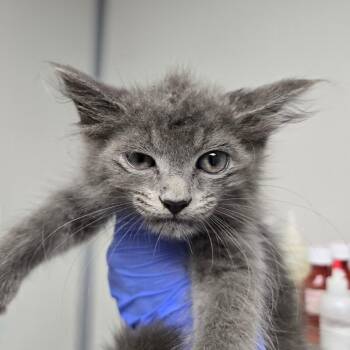 Tennessee -  Domestic Medium Hair Cat for Adoption in Concord, North Carolina - Tennessee | PetCurious