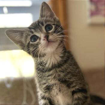 Domestic Short Hair Cats Available for Adoption in Minnetonka, Minnesota - Jamaica C68694 | PetCurious