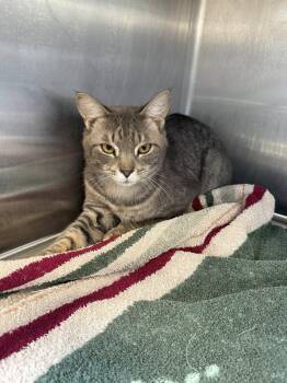 Tabby Cats Available for Adoption in Clarksville, Tennessee - Max MCACC | PetCurious