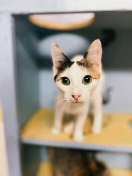 Domestic Short Hair Cats Available for Adoption - Flora | PetCurious