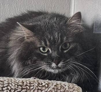 Nala -  Domestic Long Hair Cat for Adoption in Fort Madison, Iowa - Nala | PetCurious