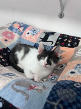 Pocket -  Domestic Short Hair Cat for Adoption in Mcpherson, Kansas - Pocket | PetCurious
