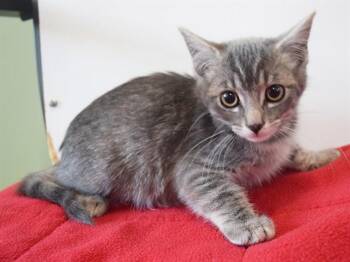 SHAUNA -  Domestic Short Hair Cat Available for Adoption in Sacramento, California - SHAUNA | PetCurious