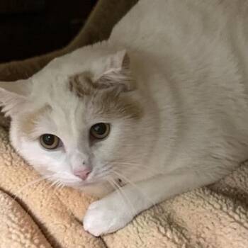 Teddy -  Domestic Short Hair Cat for Adoption in Elyria, Ohio - Teddy | PetCurious