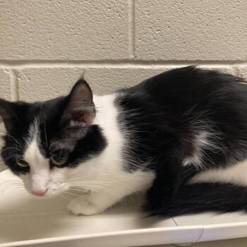 Munchie -  Domestic Medium Hair Cat for Adoption in Bristol, Indiana - Munchie | PetCurious