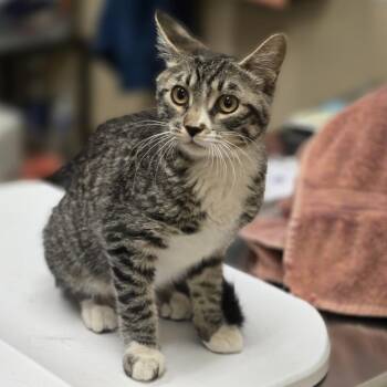 Domestic Short Hair Cats Available for Adoption in Wickenburg, Arizona - Danielle | PetCurious