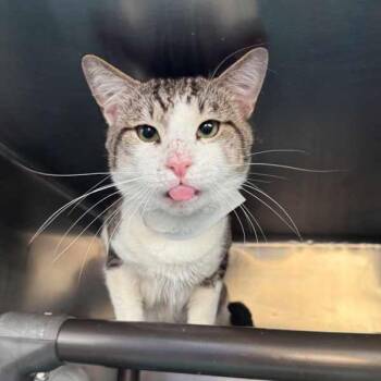 El Guapo -  Domestic Short Hair Cat for Adoption - El Guapo | PetCurious