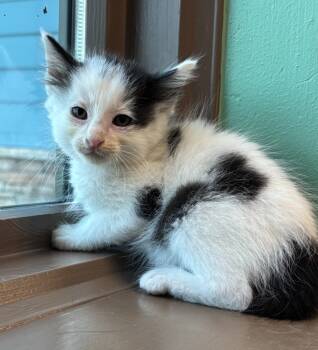 Rescue Domestic Short Hair Cats for Adoption in Little Rock, Arkansas - Joyce | PetCurious