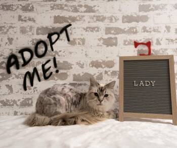 Lady -  Ragdoll Cat for Adoption in San Tan Valley, Arizona - Lady | PetCurious