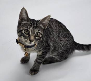 Discoball -  Domestic Short Hair Cat for Adoption in Sedalia, Colorado - Discoball | PetCurious