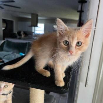 Cpt Barbossa -  Domestic Long Hair Cat for Adoption in Fort Worth, Texas - Cpt Barbossa | PetCurious