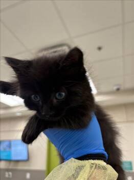 FUFU -  Domestic Short Hair Cat for Adoption in Las Vegas, Nevada - FUFU | PetCurious