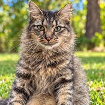 Carrie -  Maine Coon and Domestic Medium Hair Cat for Adoption in Lucedale, Mississippi - Carrie | PetCurious