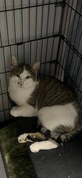 Tabby and Domestic Short Hair Cats Available for Adoption - Dustin | PetCurious
