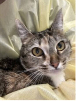 Rescue Domestic Short Hair Cats for Adoption in Broomfield, Colorado - VIXEN | PetCurious