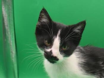 Milo -  Domestic Short Hair Cat for Adoption in Portland, Oregon - Milo | PetCurious