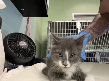ORION -  Domestic Medium Hair and Domestic Short Hair Cat for Adoption in Grand Prairie, Texas - ORION | PetCurious