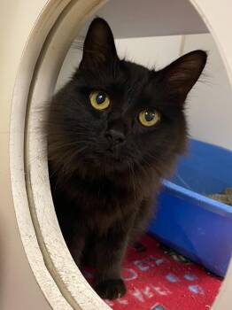 Soot/Camille (Bentley Parc) -  Domestic Long Hair Cat for Adoption in Johnson City, Tennessee - Soot/Camille (Bentley Parc) | PetCurious