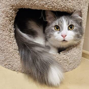Domestic Long Hair Cats Available for Adoption in Fairfax, Virginia - Moonstone | PetCurious