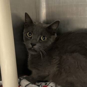 Prince Doughnut -  Domestic Short Hair Cat for Adoption in Salt Lake City, Utah - Prince Doughnut | PetCurious