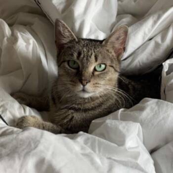 Domestic Short Hair Cats Available for Adoption in Rochester, Minnesota - Zero | PetCurious