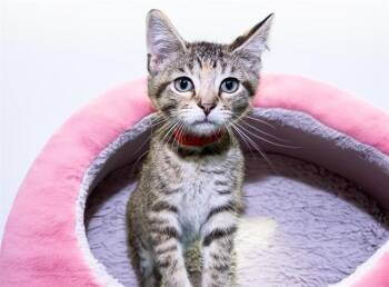 Domestic Short Hair Cats Available for Adoption in Fort Lauderdale, Florida - RUBY | PetCurious