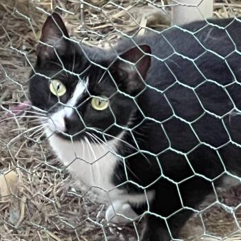 Rescue Domestic Short Hair Cats for Adoption in Atoka, Tennessee - Blaze - Barn/Working Cat | PetCurious