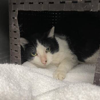 Domestic Short Hair Cats Available for Adoption - Max | PetCurious