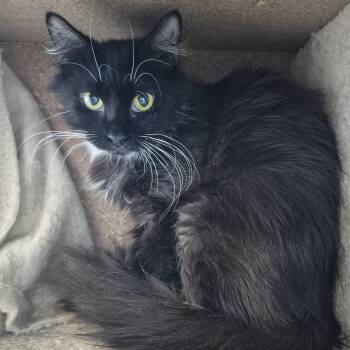 Apple Blossom -  Domestic Medium Hair Cat for Adoption in Schertz, Texas - Apple Blossom | PetCurious