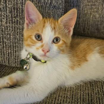 Tabby Cats Available for Adoption in Pasco, Washington - Skip Bo | PetCurious