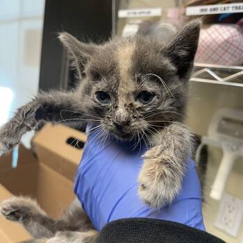 Domestic Short Hair Cats Available for Adoption in Pasadena, California - Treacle | PetCurious
